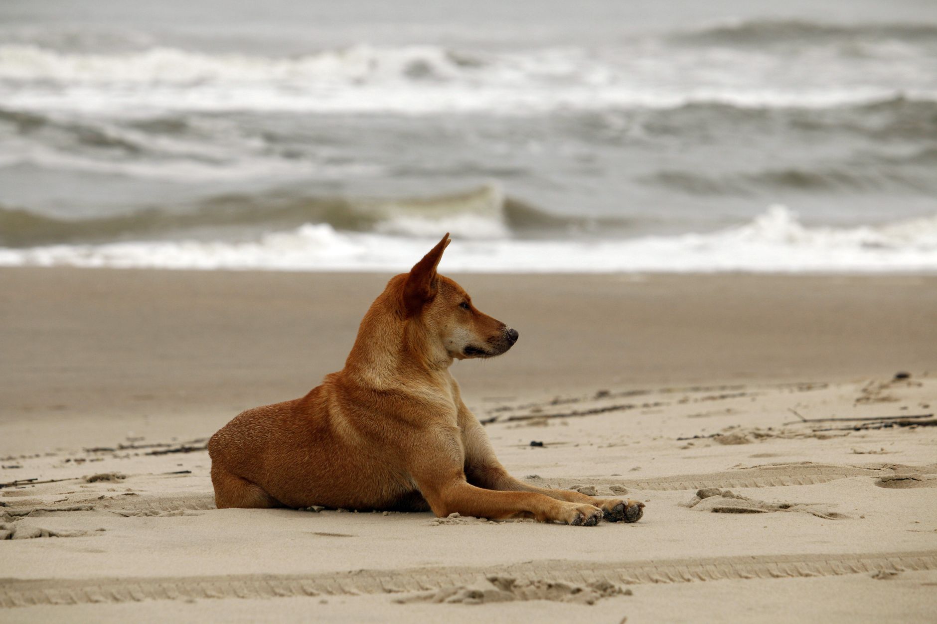 relaxed dog on guaratuba beach brazil