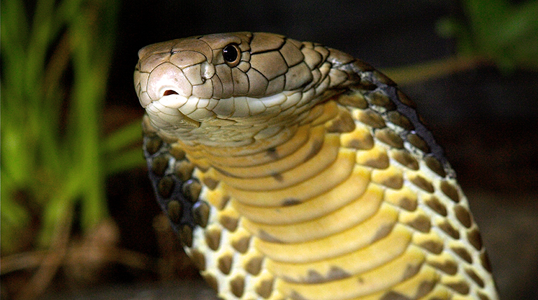 Cobra