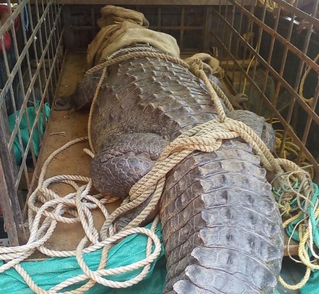Croc 2