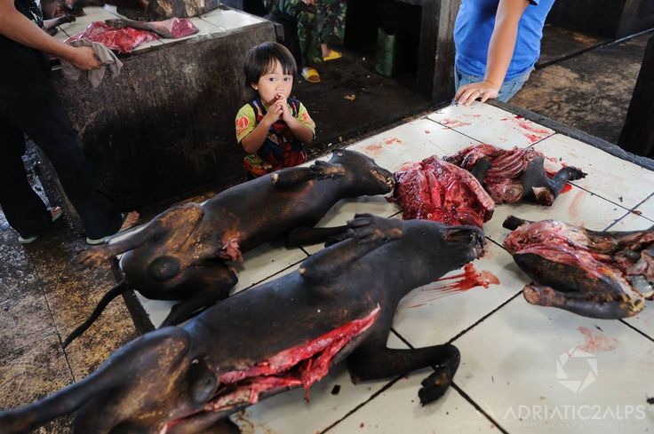 Dog meat in Indonesia.jpg