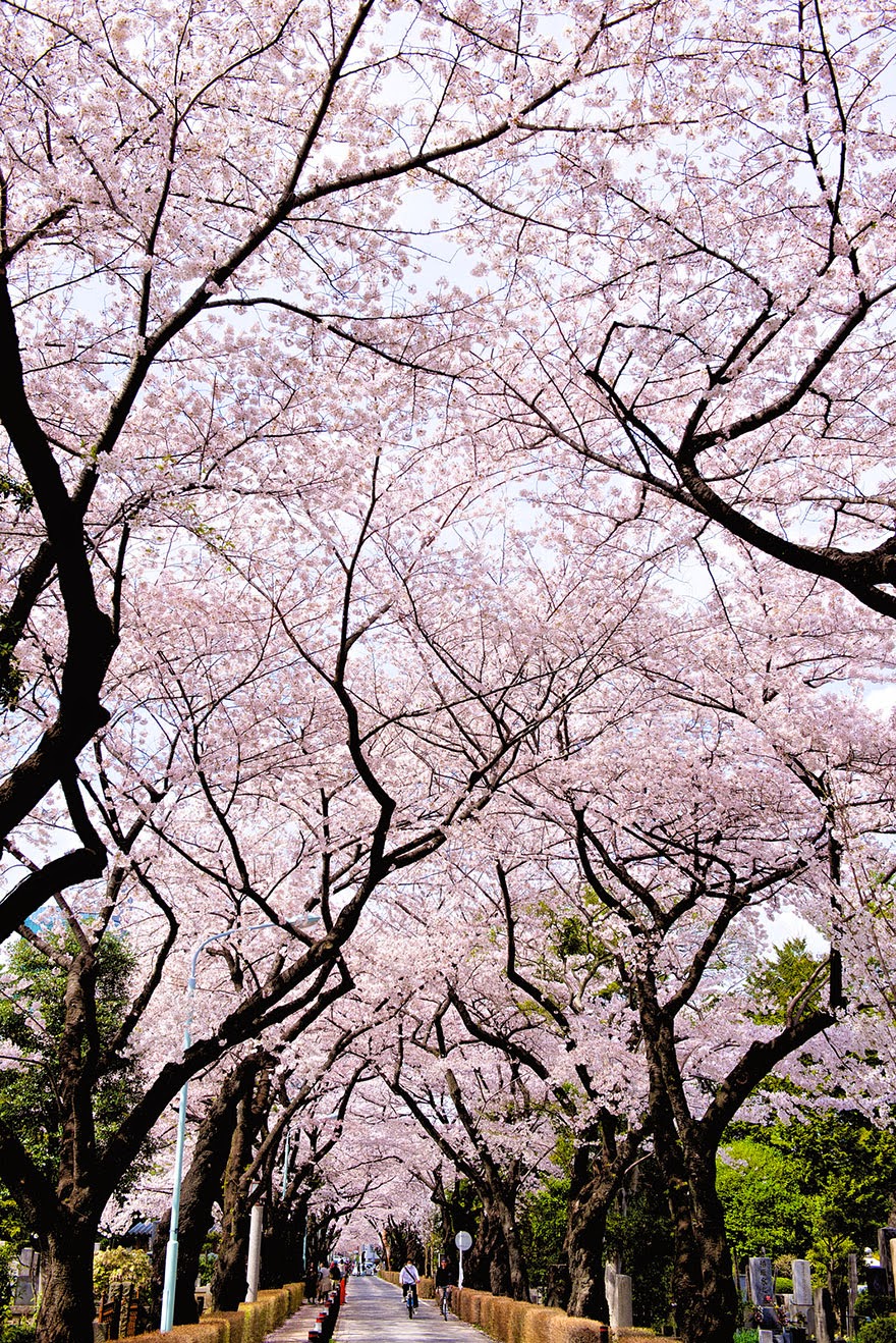 Beautiful Japan