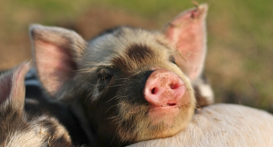 Man in court for allegedly having sex with a pig