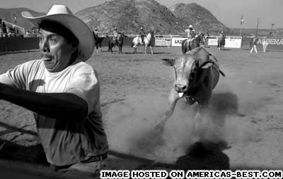 pics_man-chased-by-bull.jpg