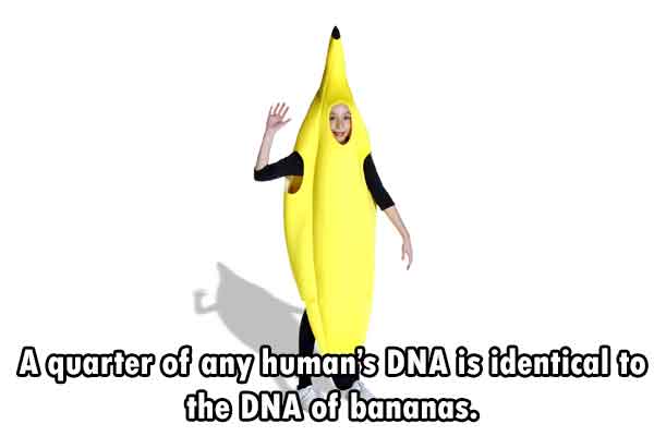 Bananas DNA.jpg