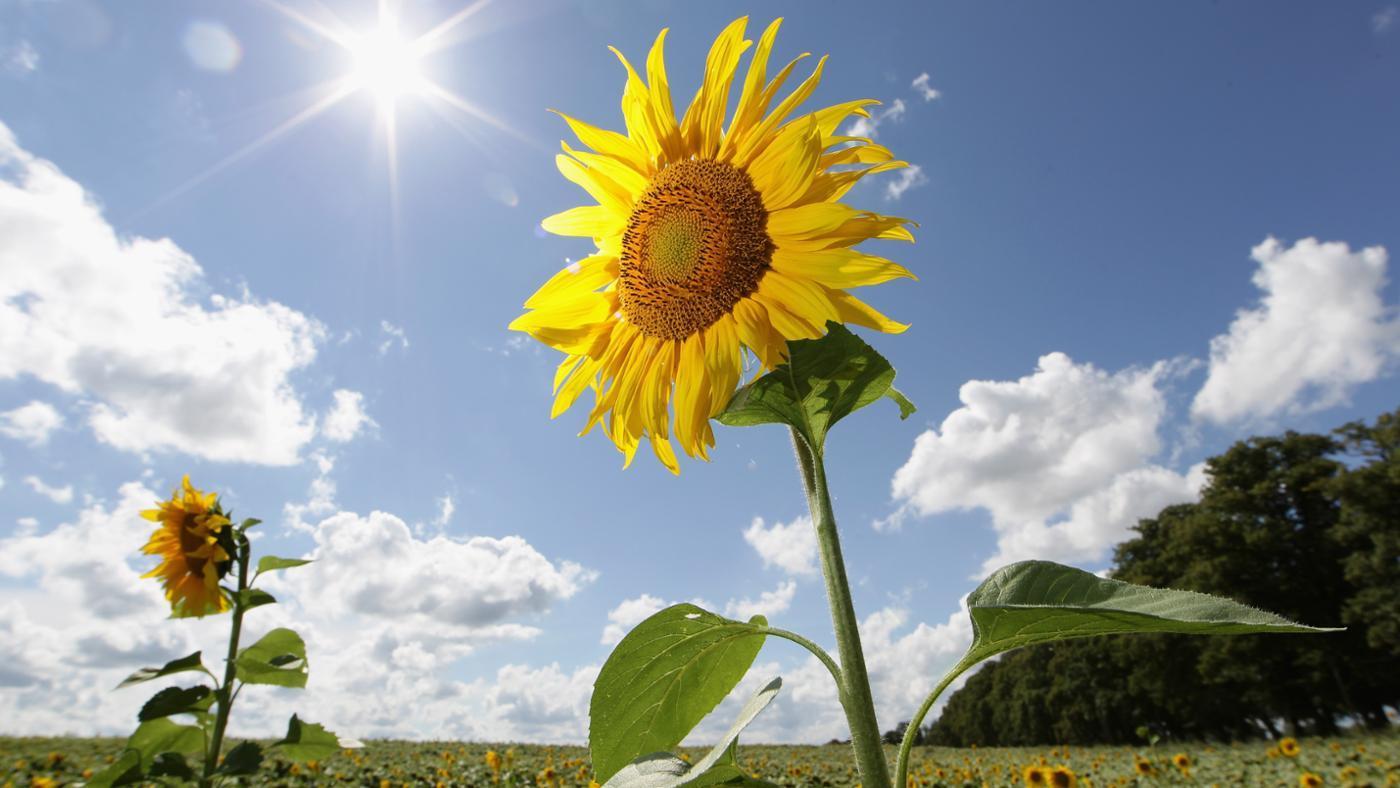 Sunflower