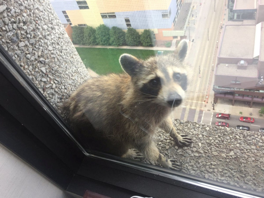 Raccoon
