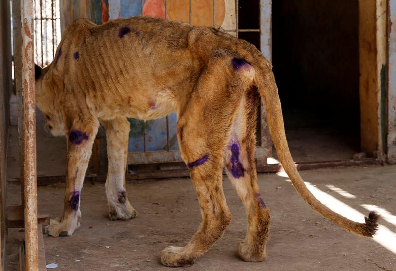 Hungry lions saved from wildlife park in Sudan