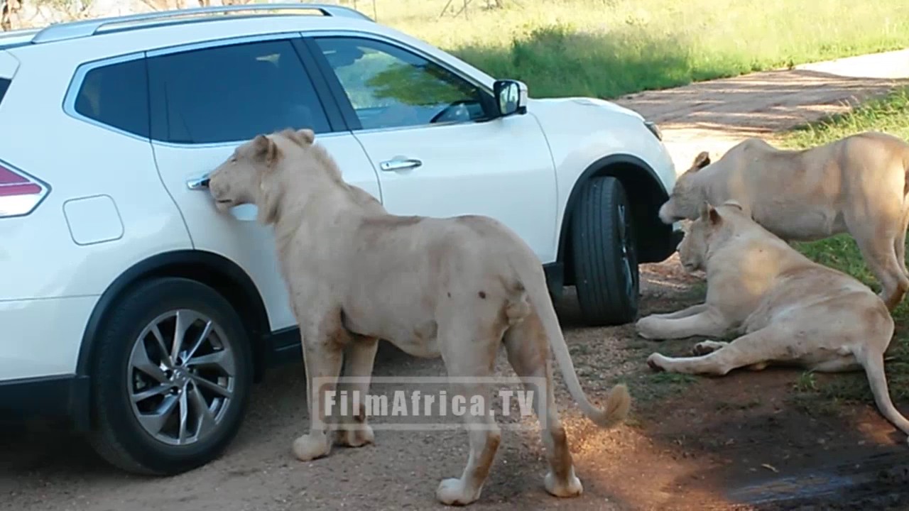 Lioness opens car door to join family on Safari ride