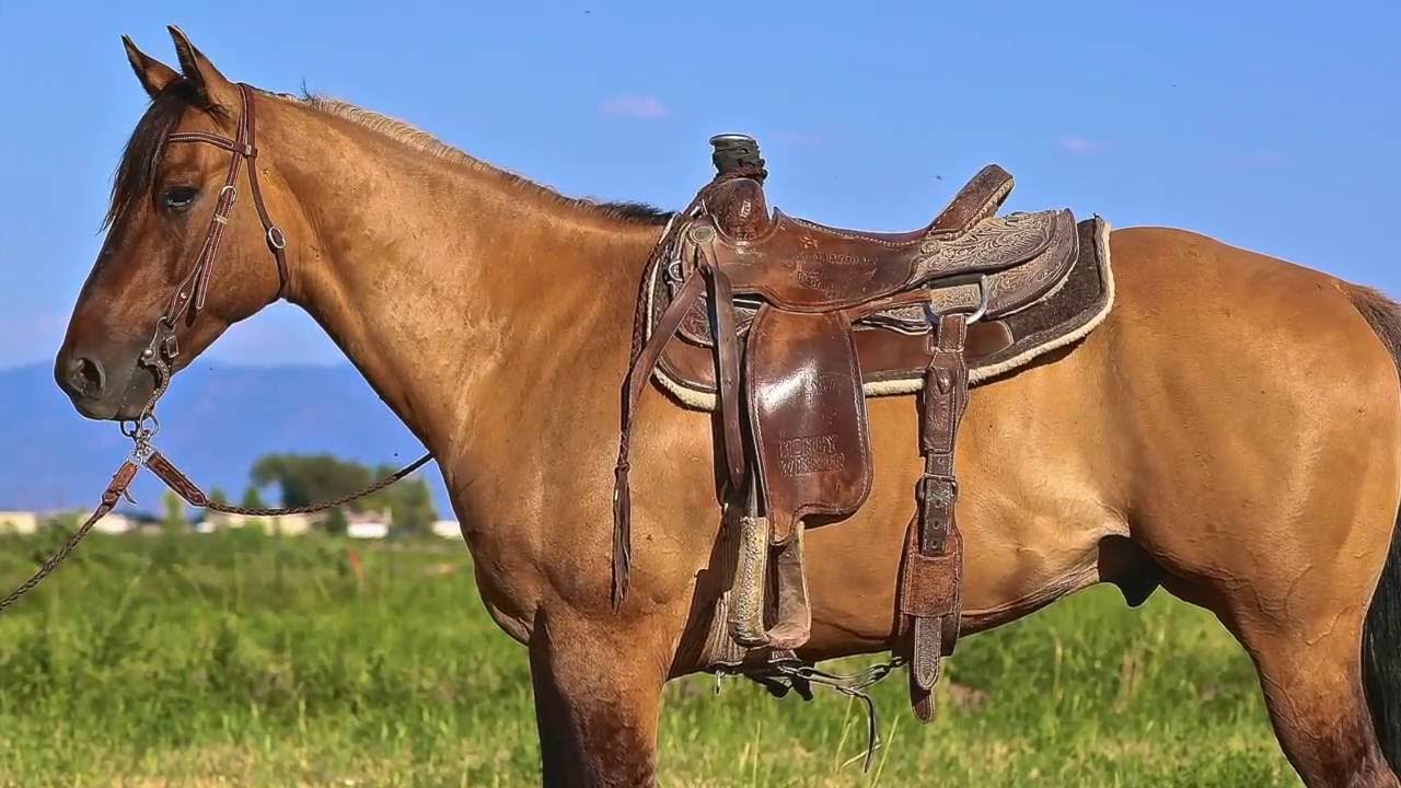 Important tips on horse nutrition