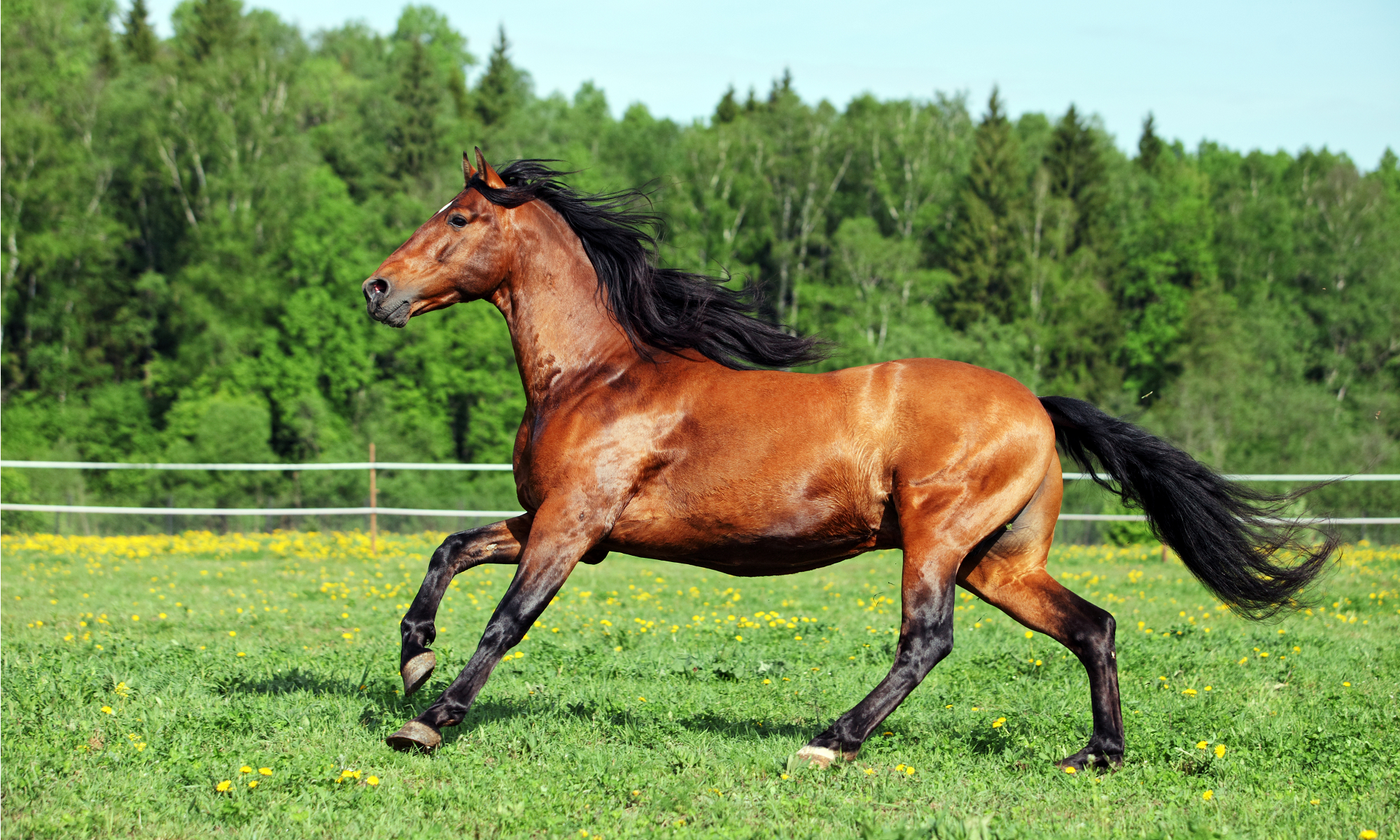 Muscle, Body Weight, or both? How to Know What Your Horse Needs