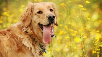 golden retriever dog