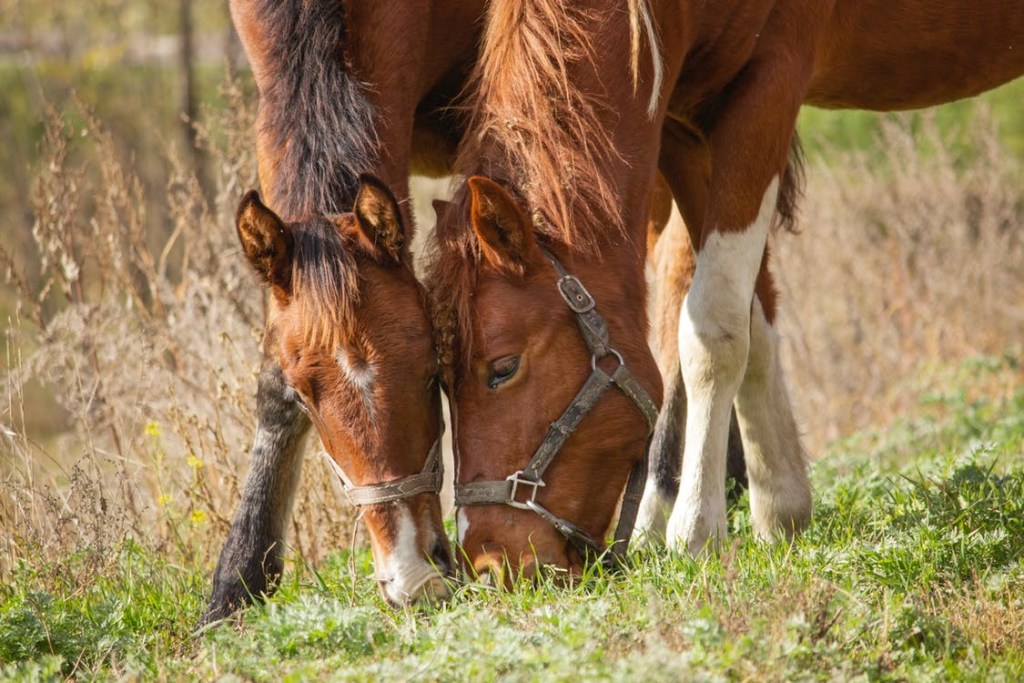 horses picture