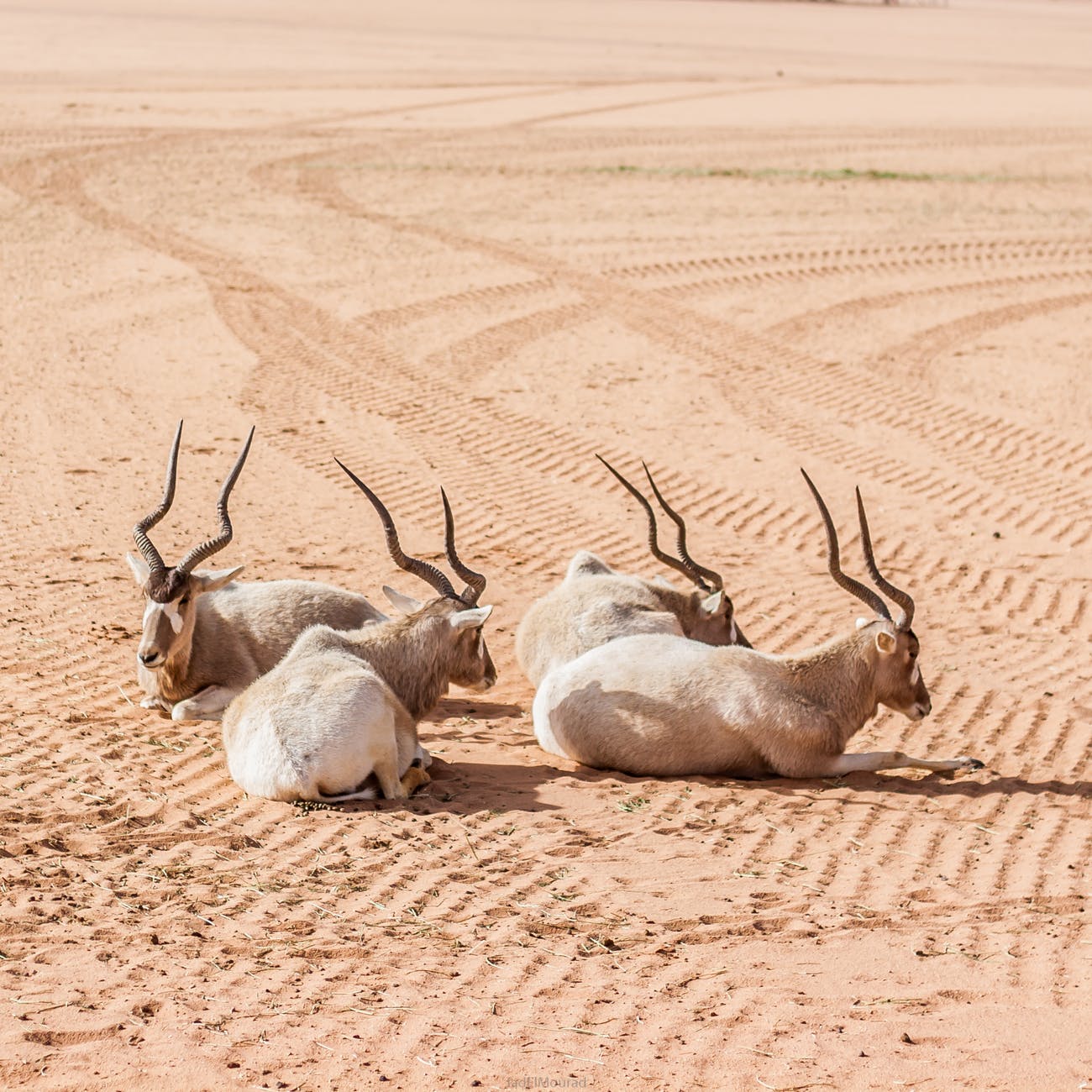 three antelopes on brown sand