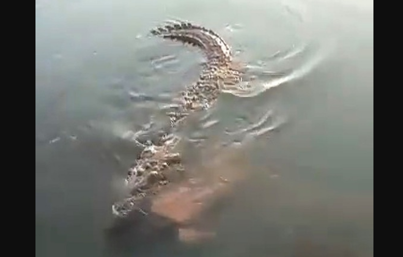 OMG! Giant croc drags dead man through a Mexican lagoon (Video)