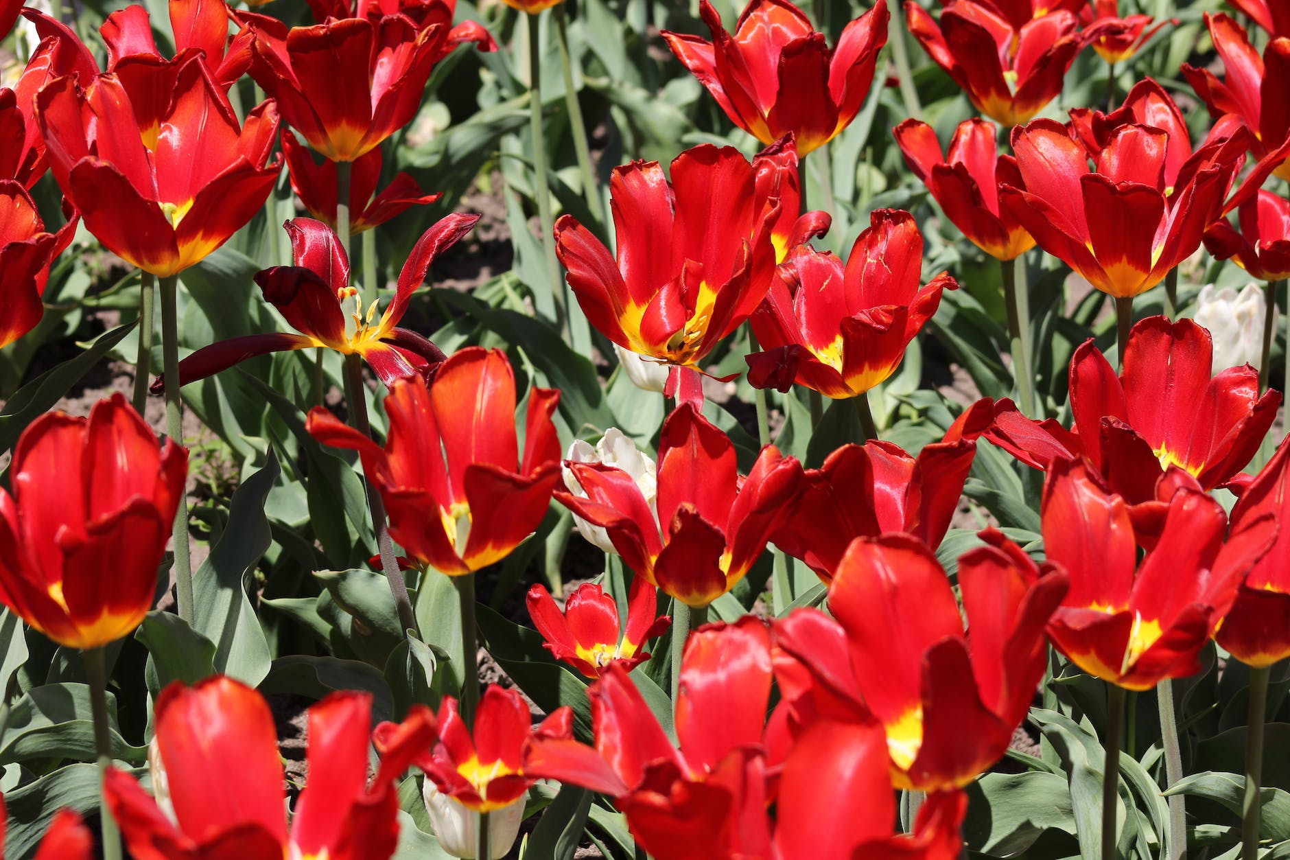 closeup of red tulips on a field