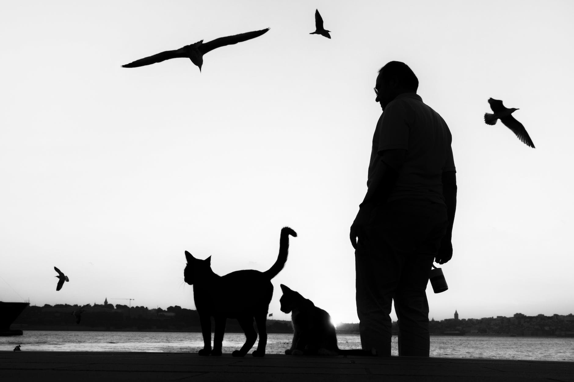 silhouettes of cats person and birds by lake