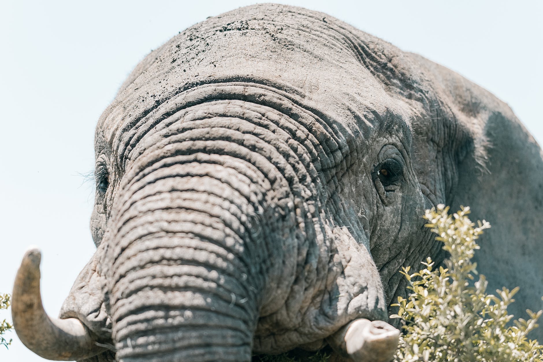close up view of an elephant s head