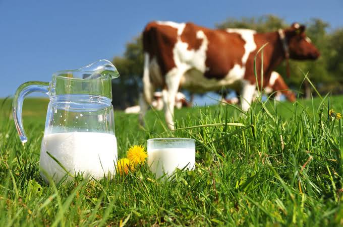 Nigeria spends $1.7bn yearly on milk imports – Cattle breeders
