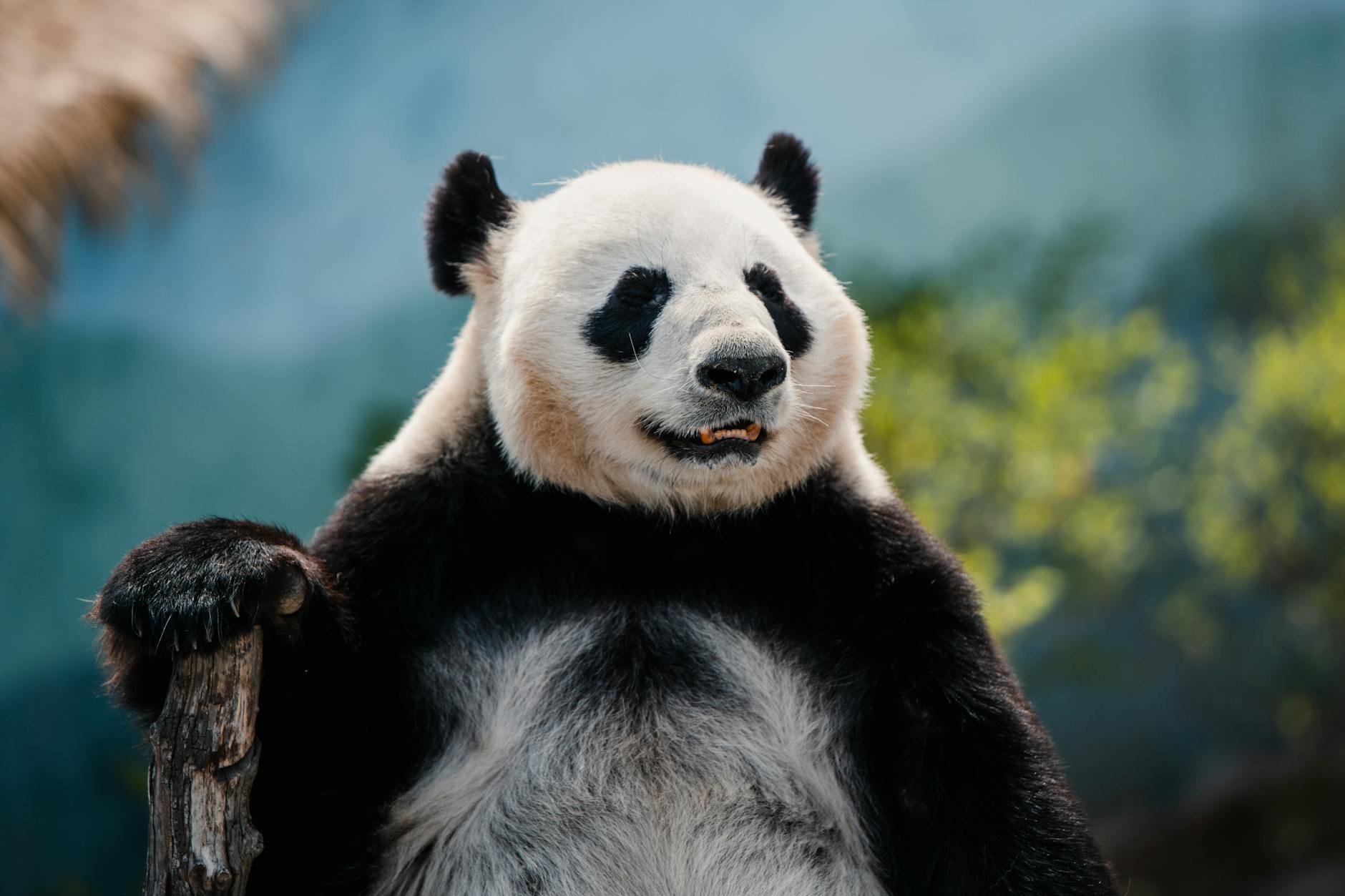 US would ‘absolutely welcome’ return of pandas, China’s ‘envoys of friendship’