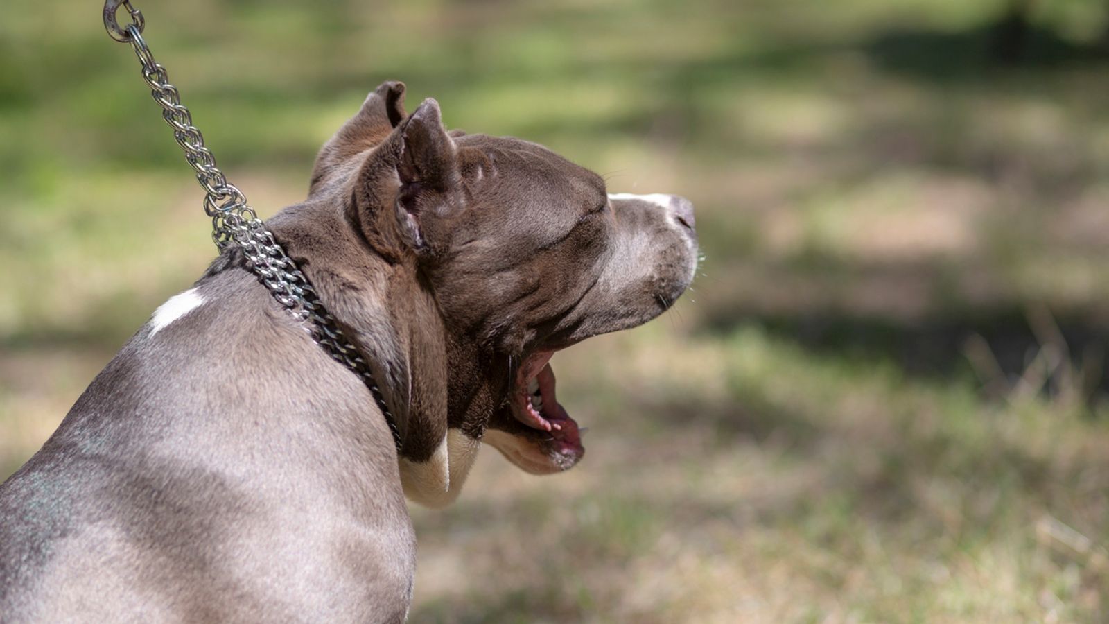 Met police arrest 2, sieze XL Bully for ‘mauling puppy to death’