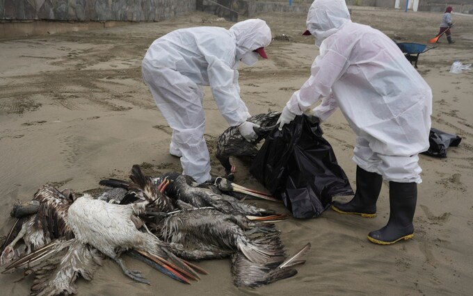 US close to developing vaccine for the current strain of bird flu – Agriculture Secretary