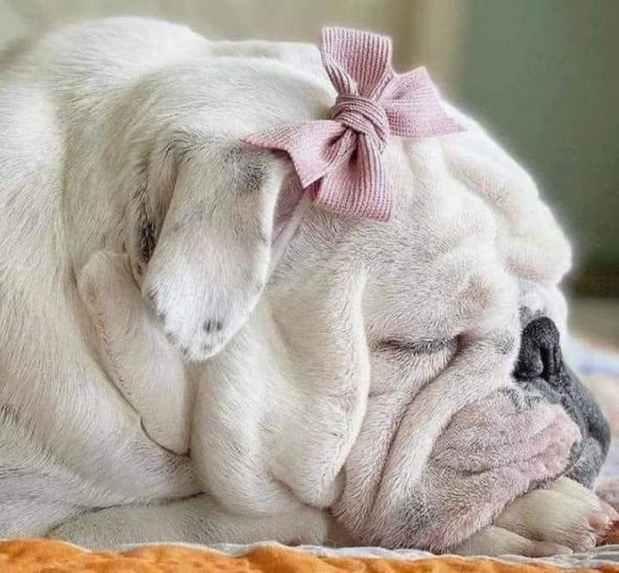 2 Dogs maul Essex woman to death