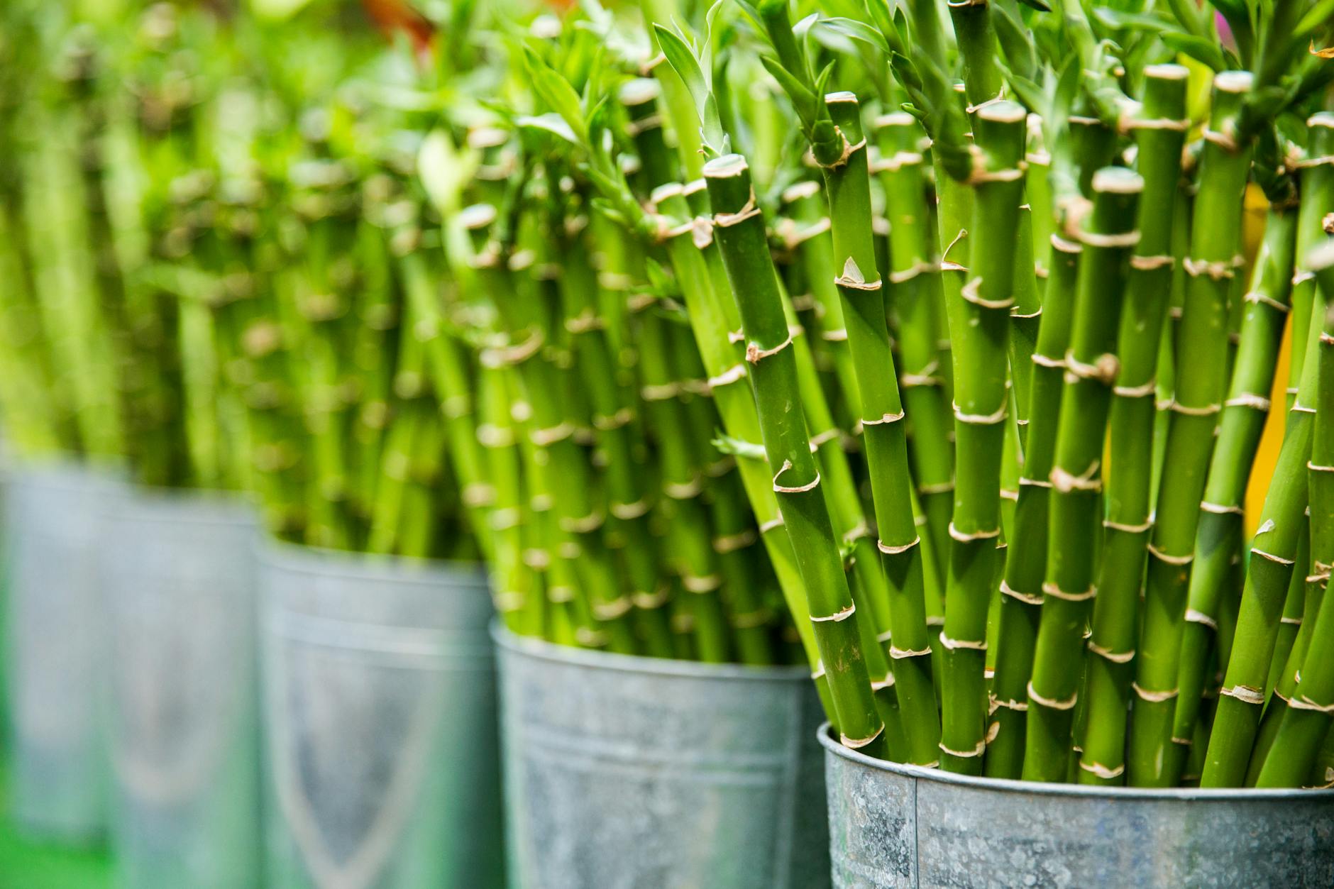Uganda seeing growing interest in potential of bamboo crops