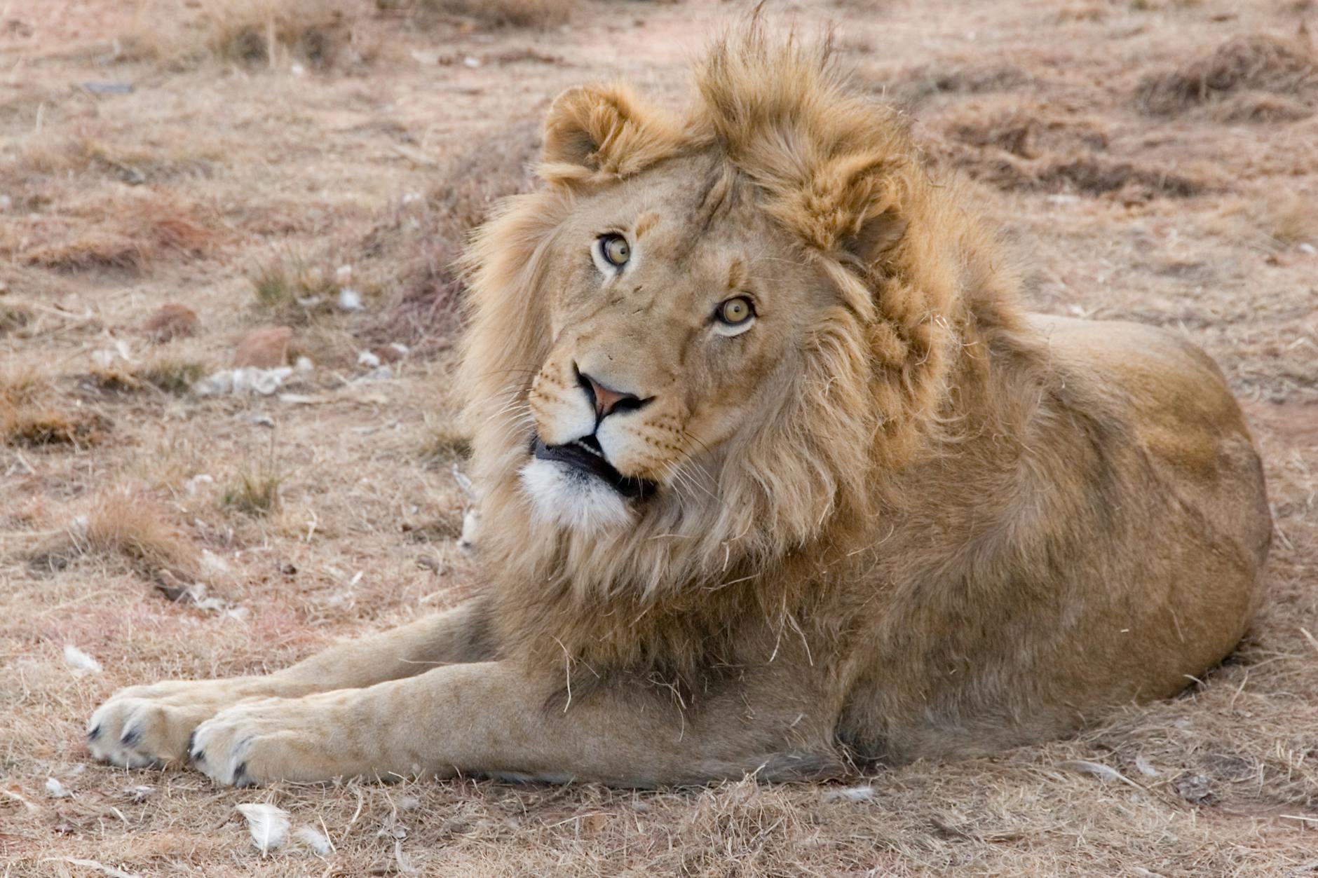 adult lion lying on ground
