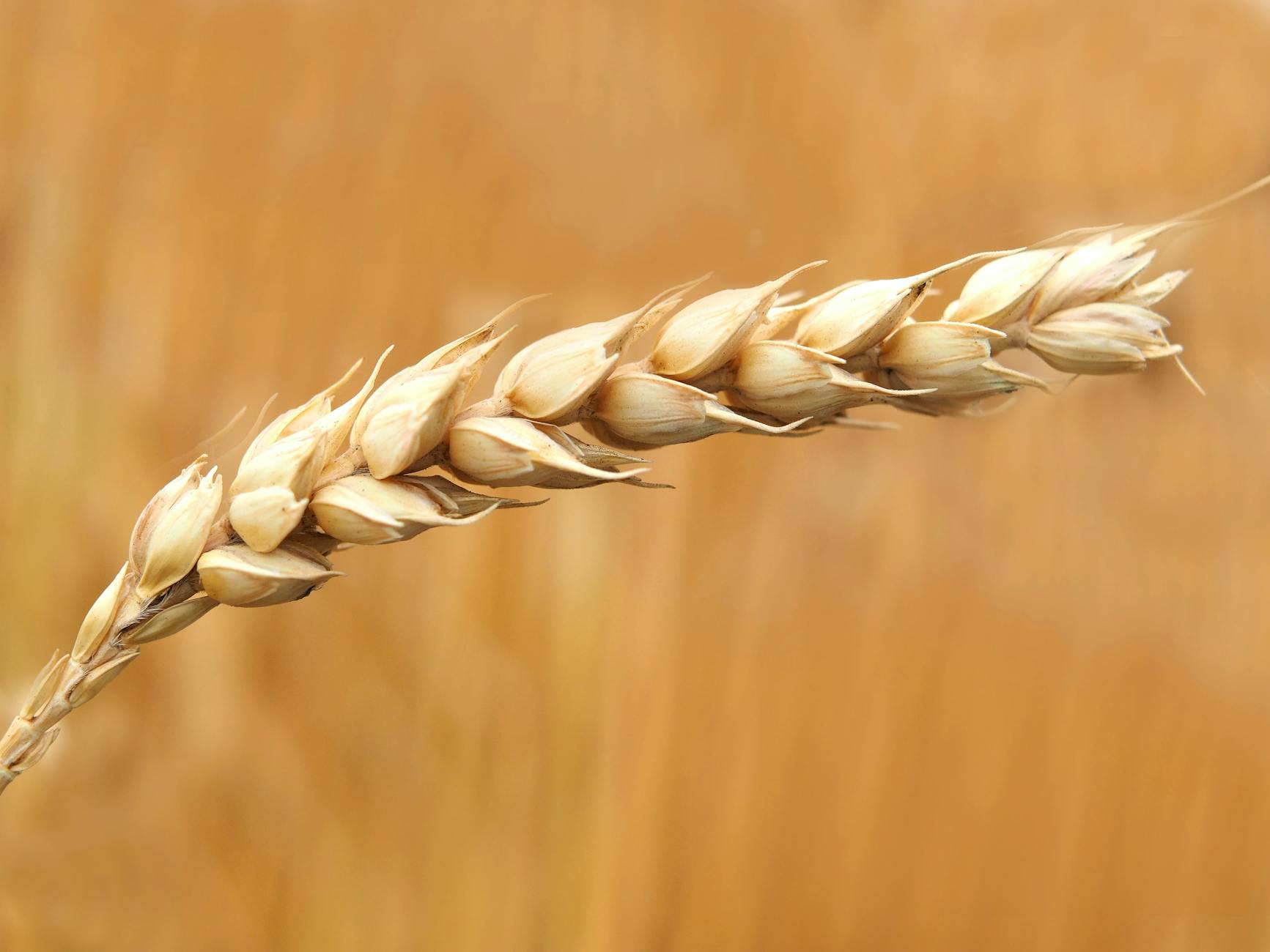 Why Chinese companies postponed Australian wheat deal