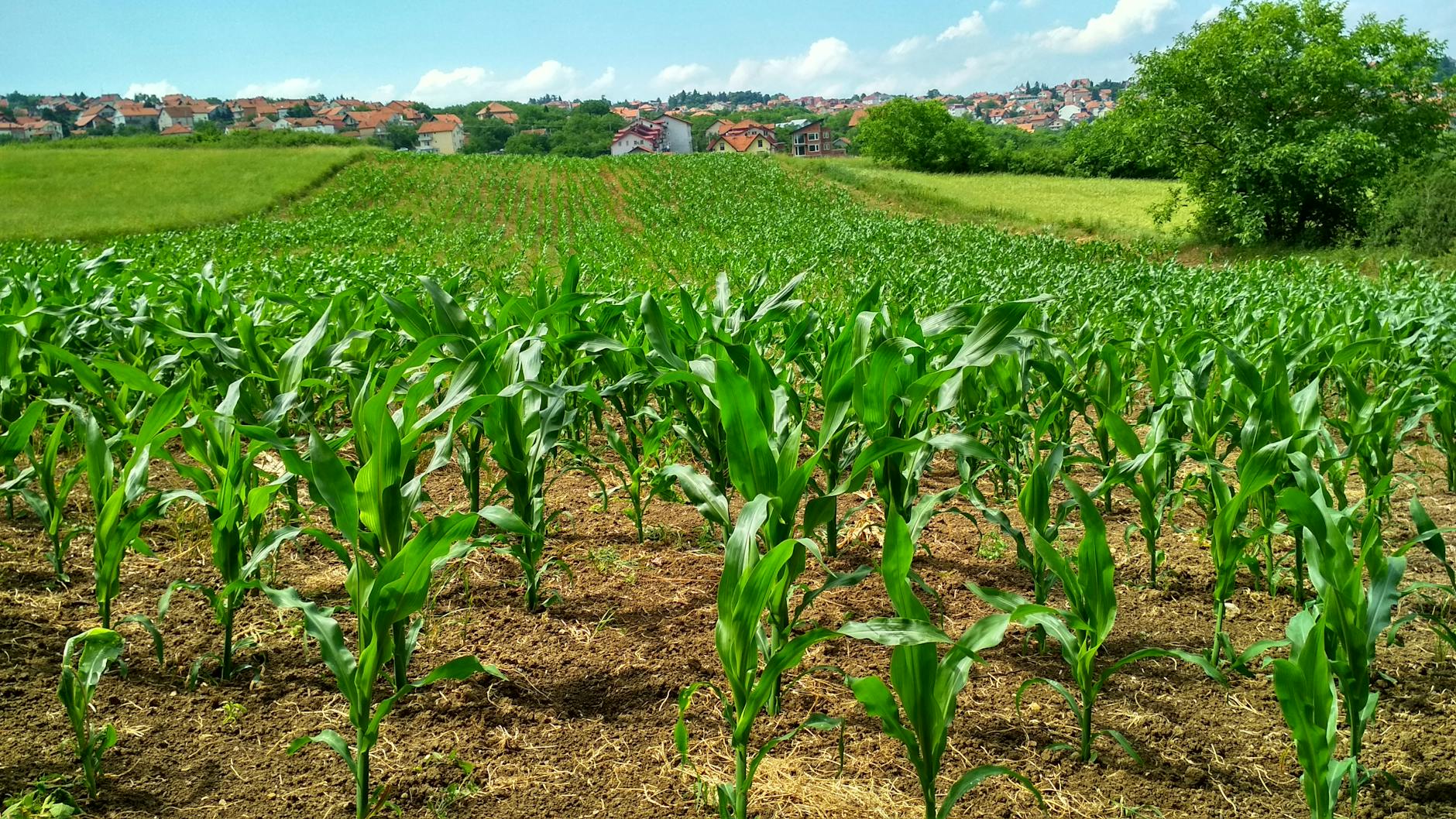 Meeting on fertilizer use, soil health in Africa opens in Kenya