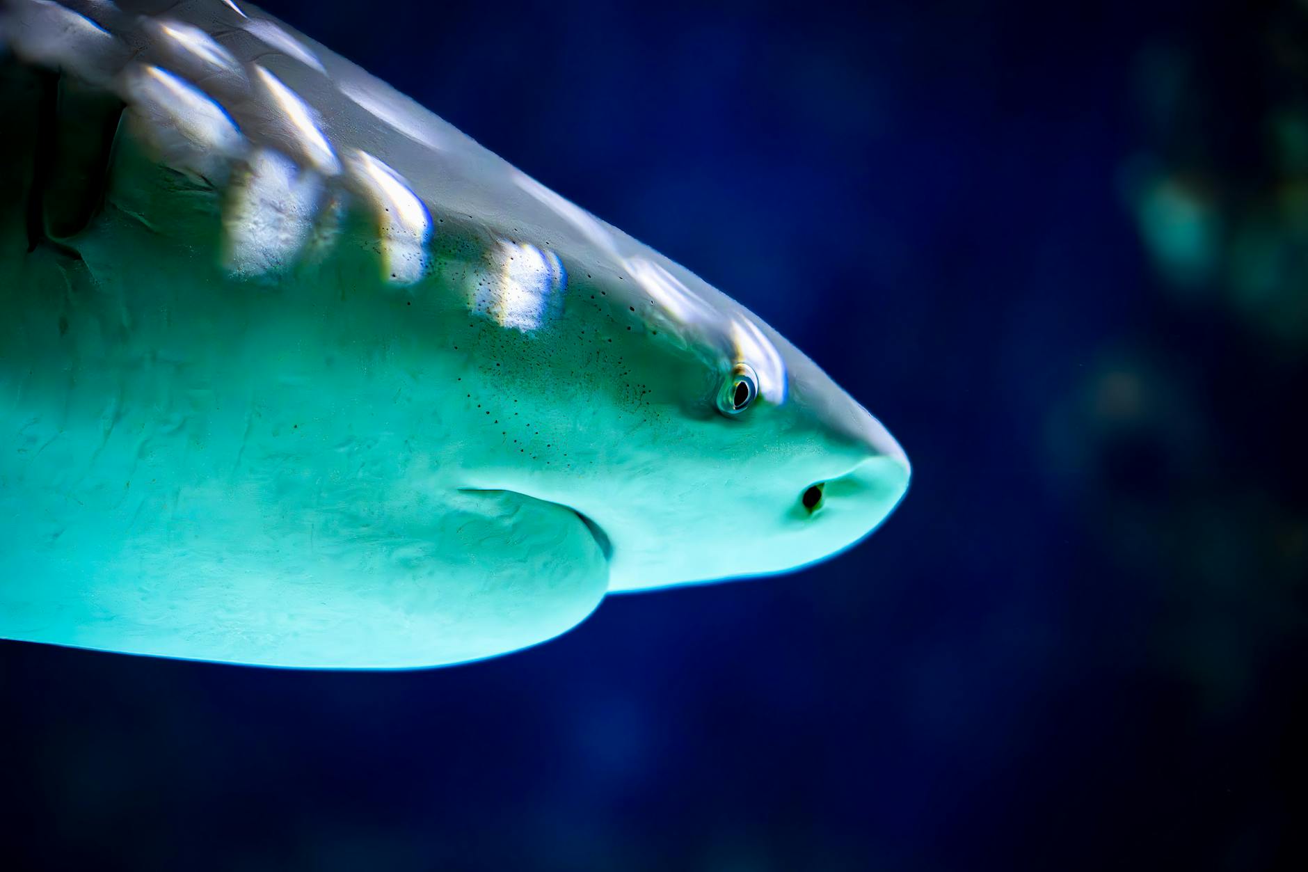4 People injured in Fourth of July shark attacks in US
