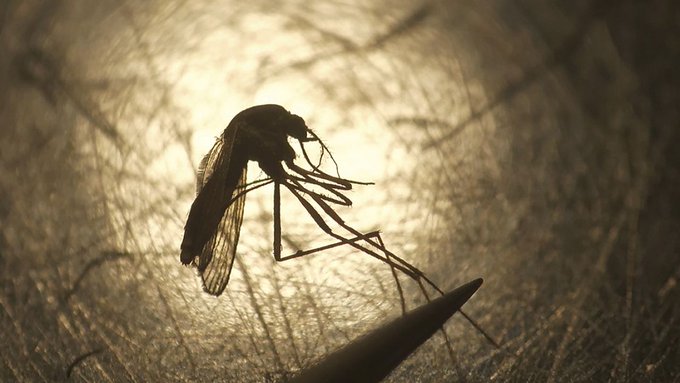 West Nile virus case reported in Romania