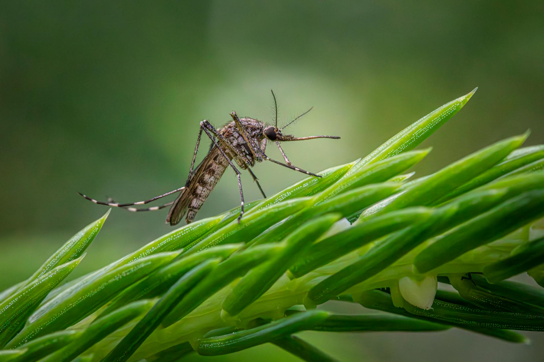 Deadly mosquito-borne virus declared public health emergency in the US