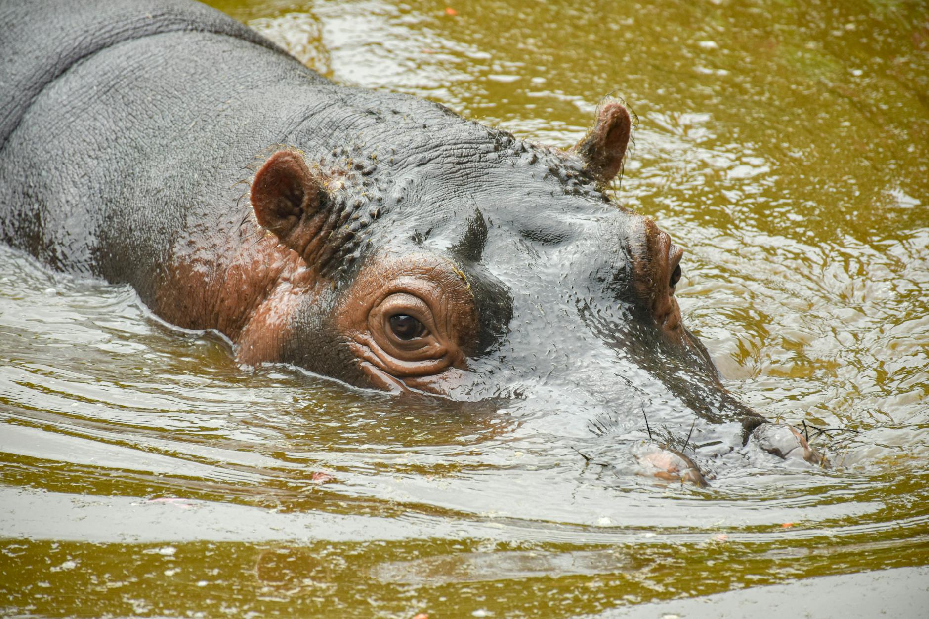 Yauri Emir’s guard dies after hippo attack in Kebbi