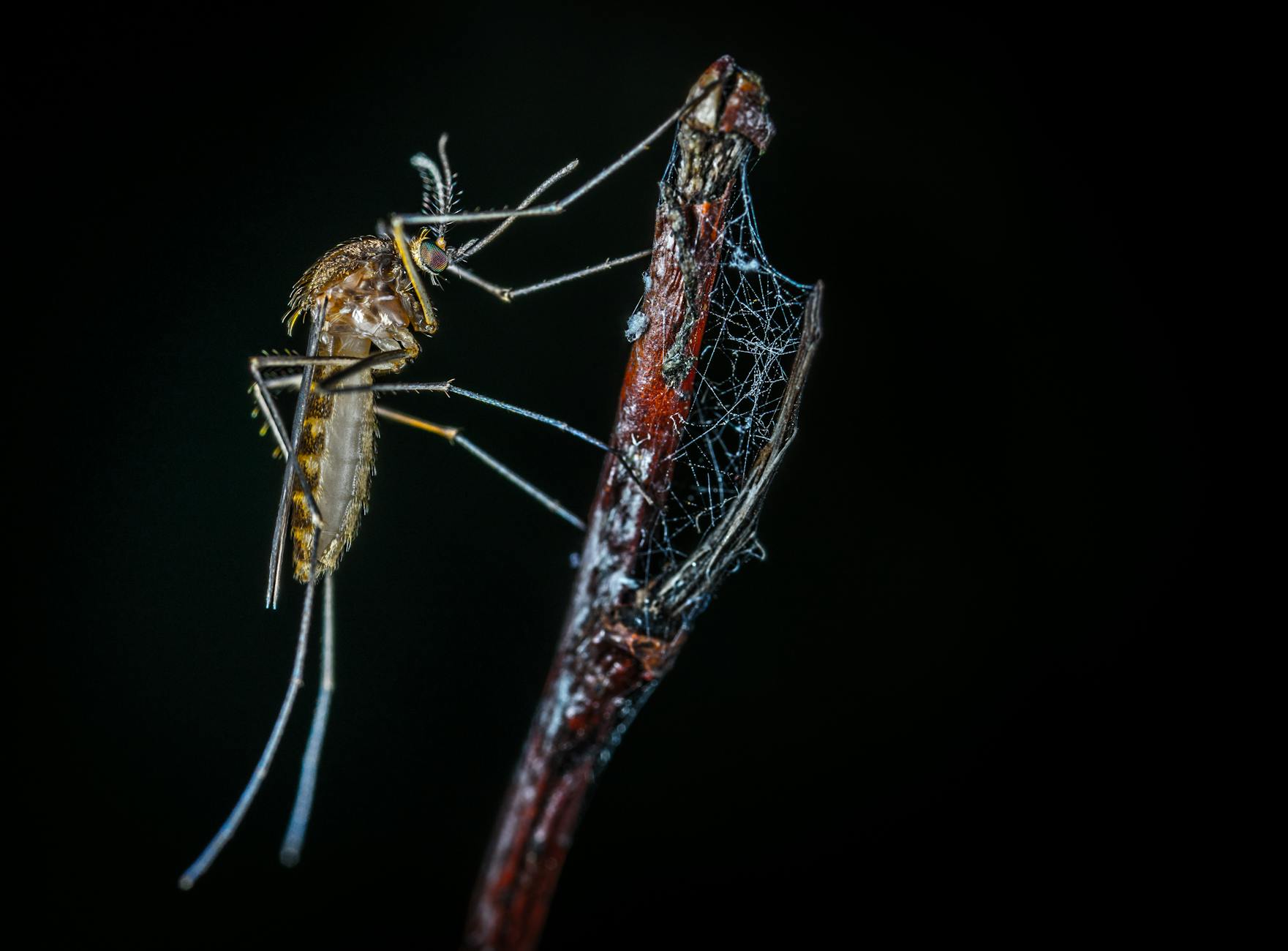 close up photography of brown mosquito on stick