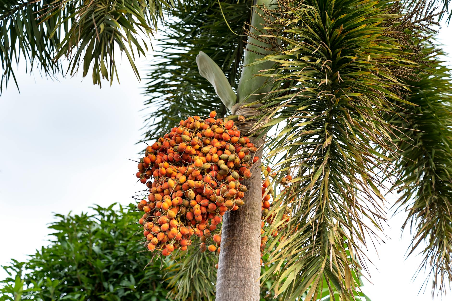 Crude palm oil prices increasing due to tight supply