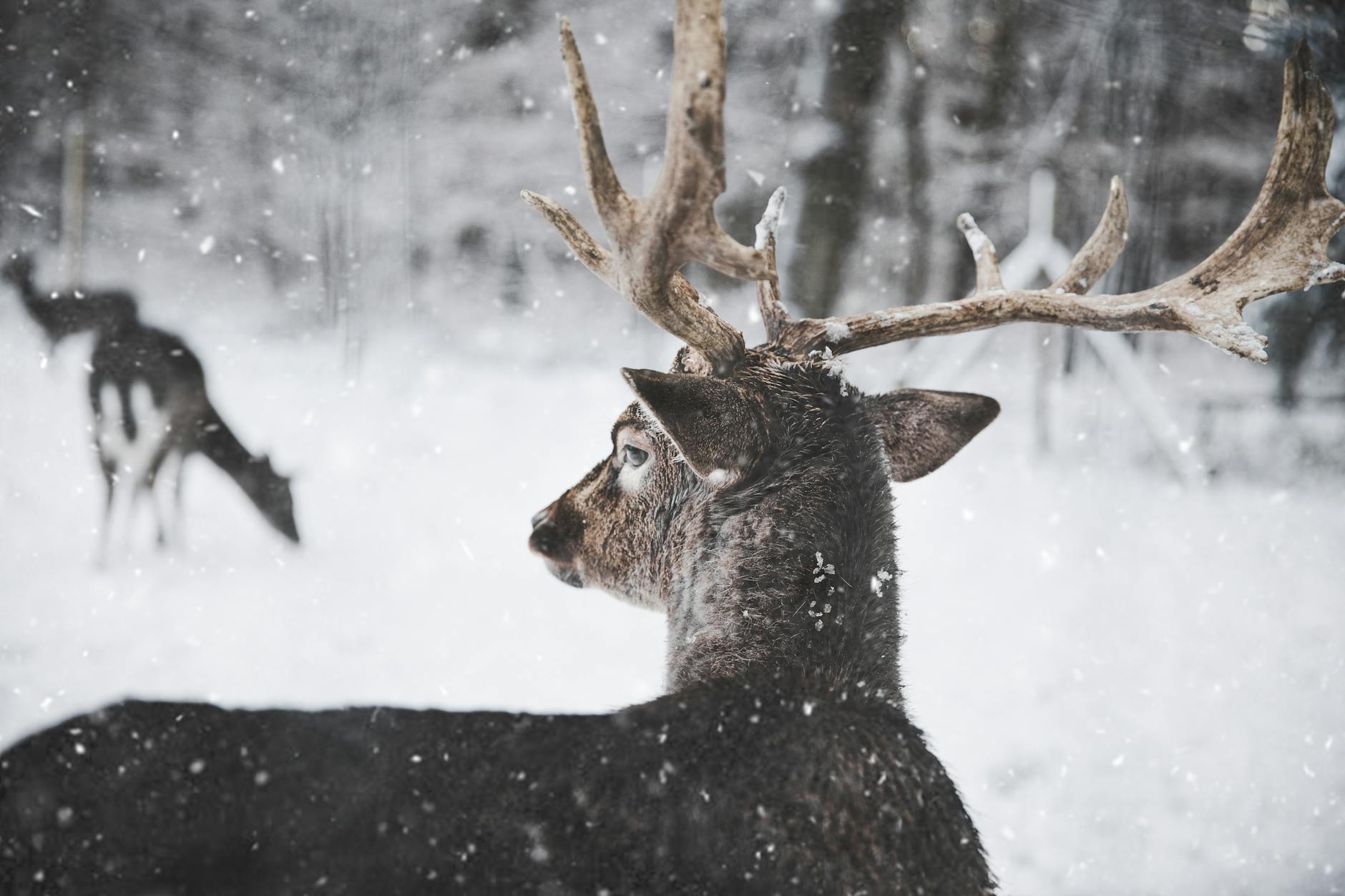 photo of reindeer in the snow