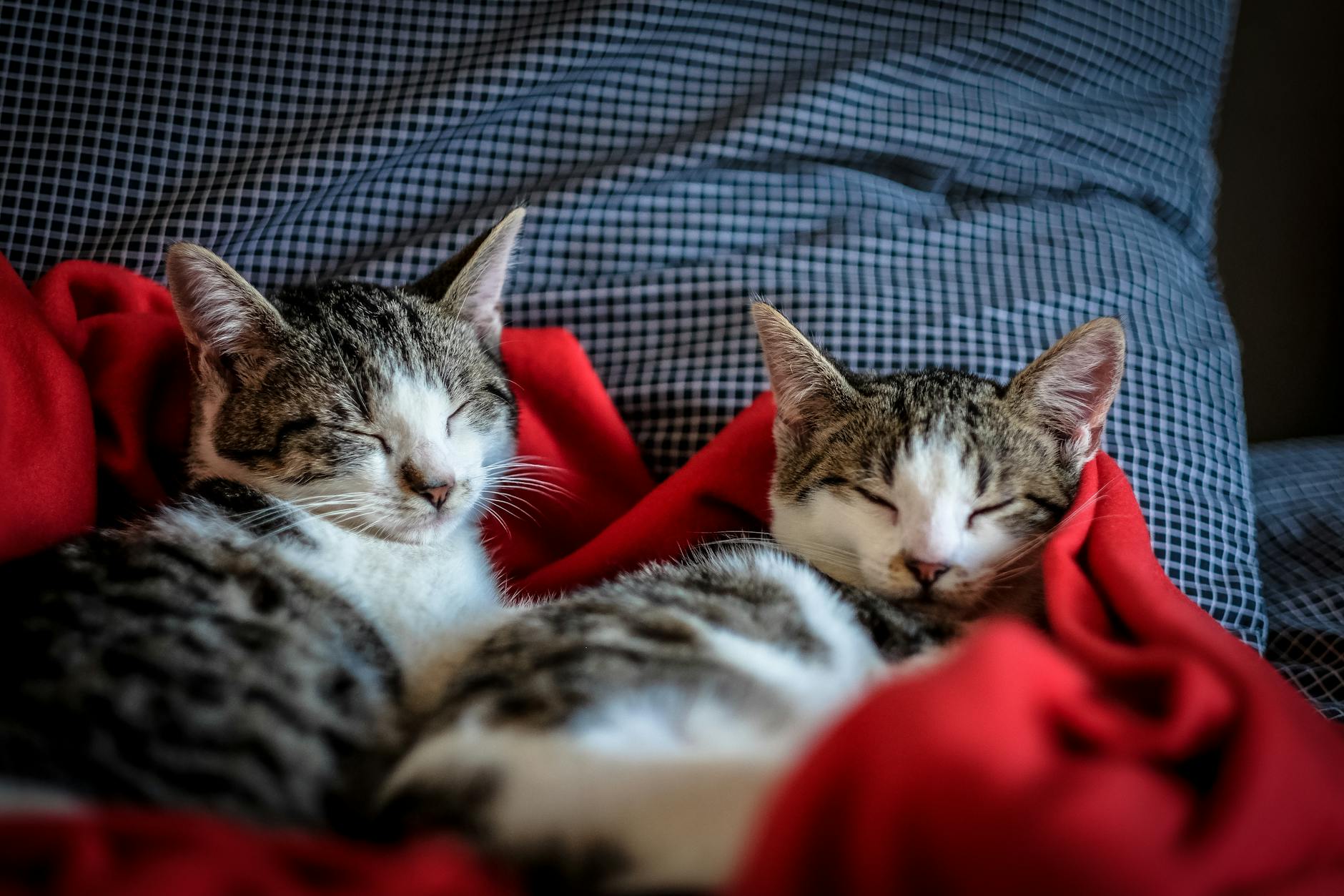Pets can be classed as baggage on flights in Europe, a top court has ruled