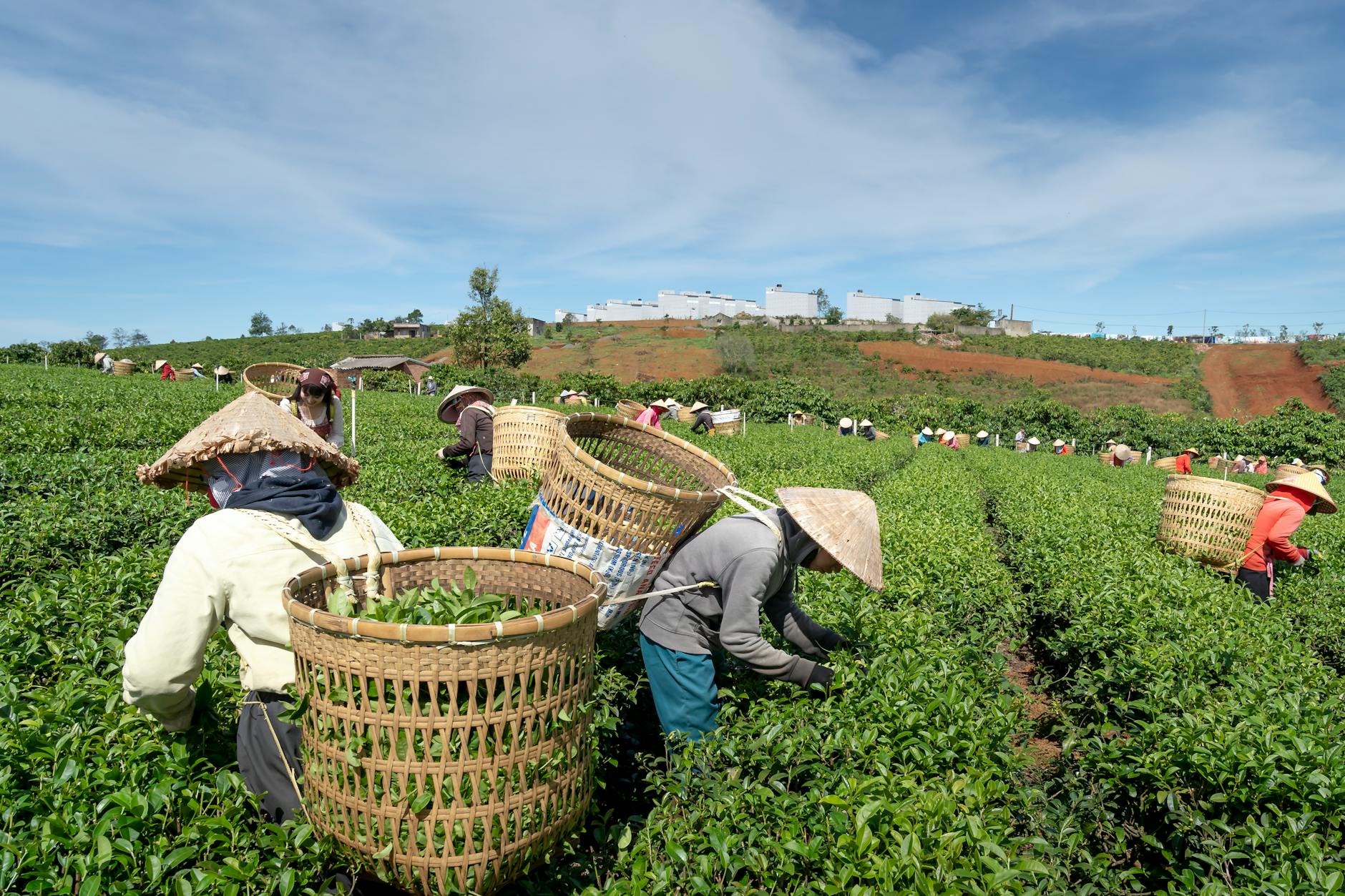 photograph of people harvesting in a farm
