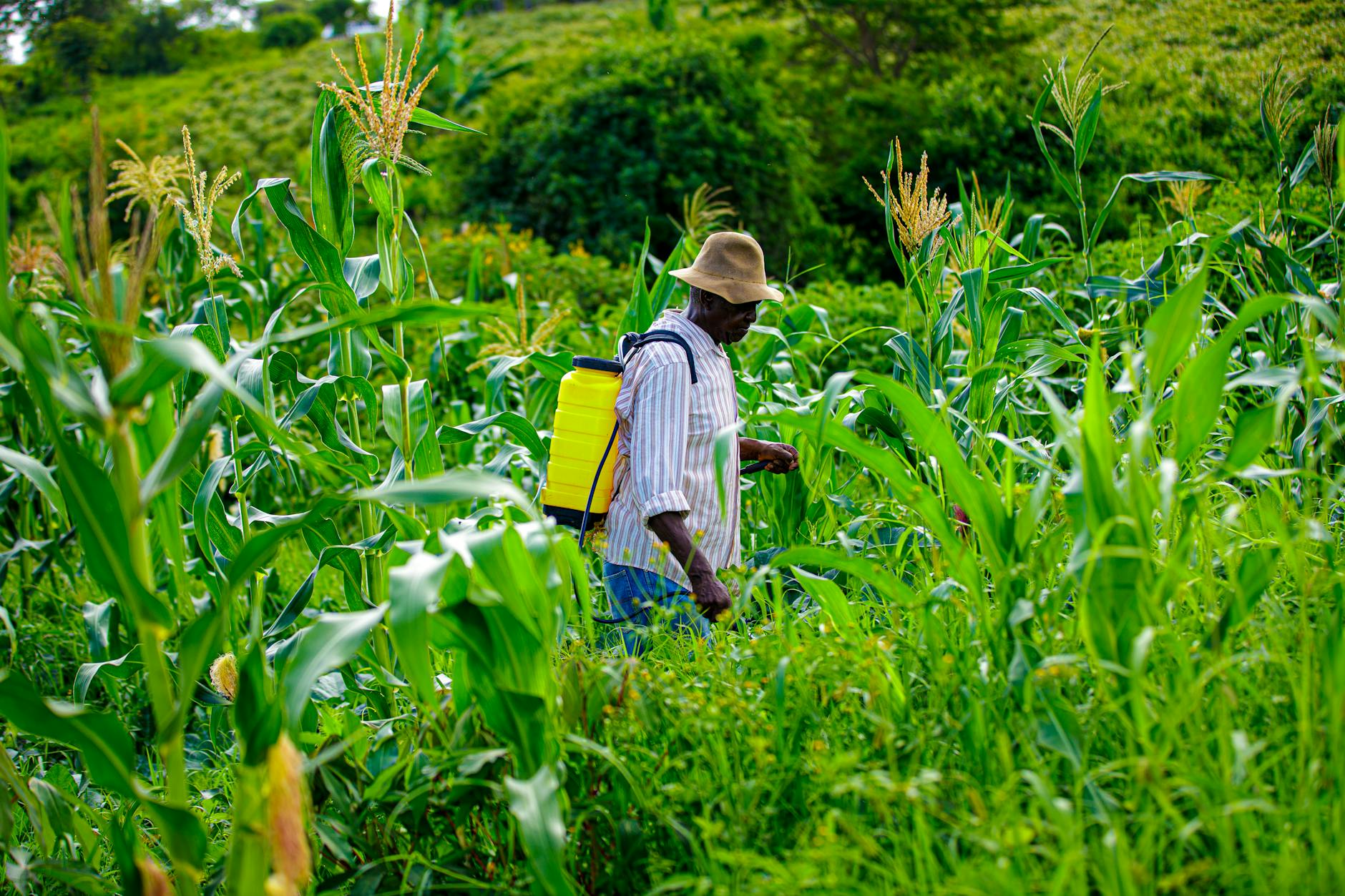 Pesticide Use in Agriculture: Global and Nigerian Patterns