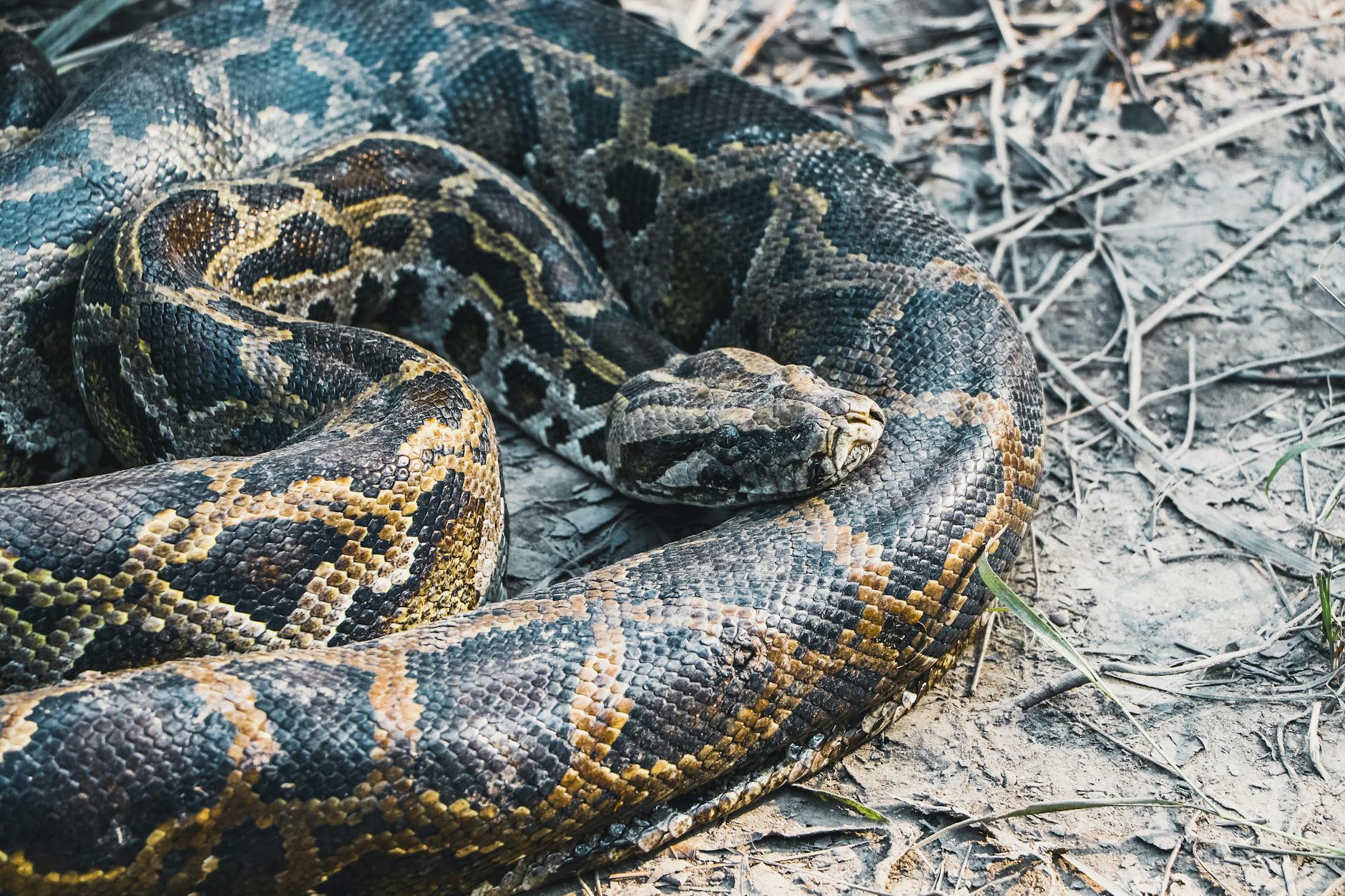 close up shot of a snake