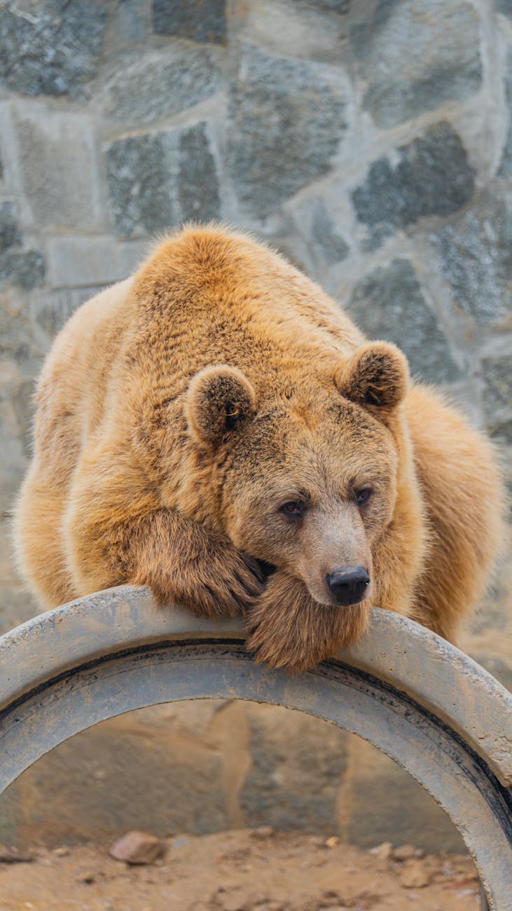 relaxed brown bear resting on a concrete structure