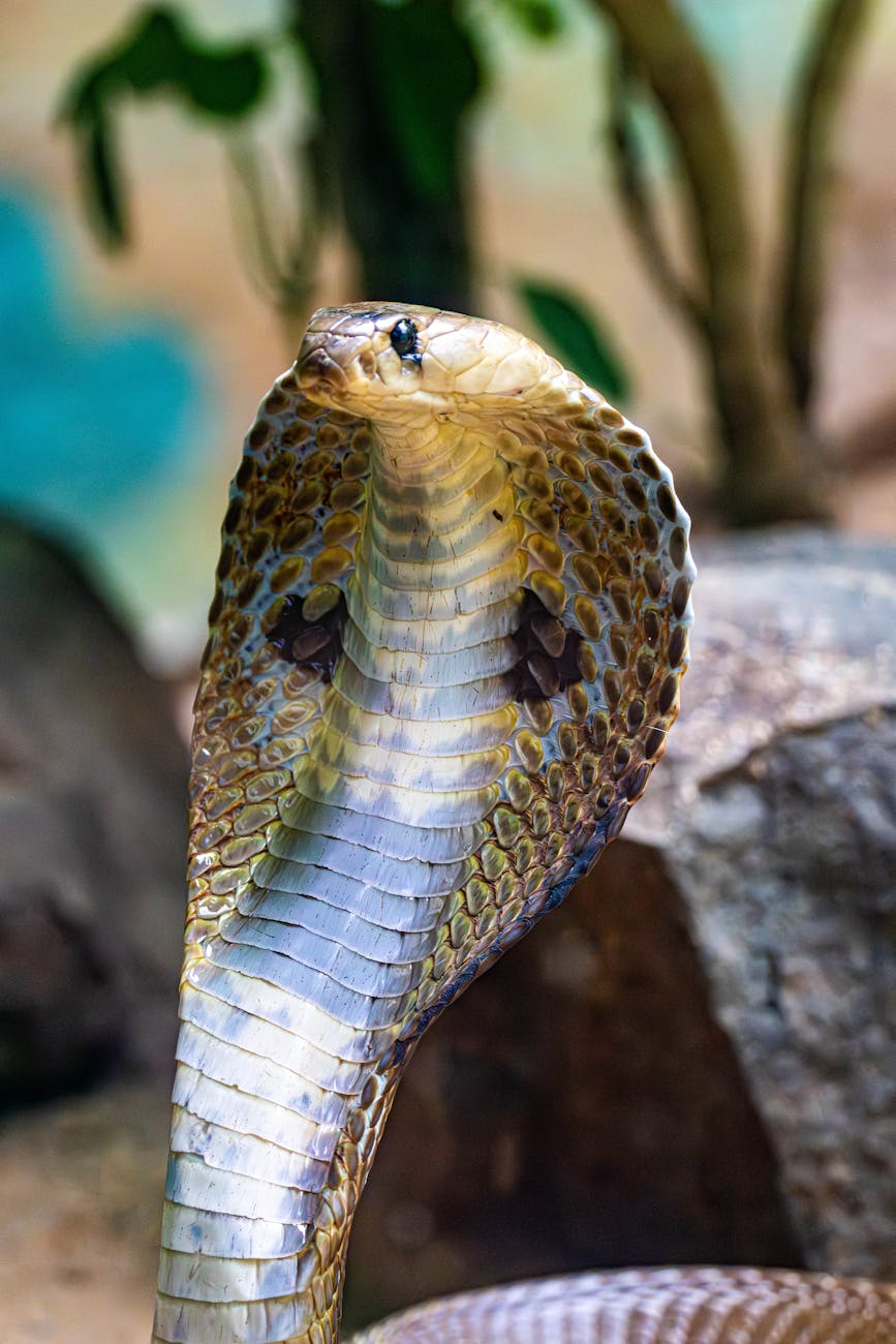 close up of a king cobra in natural habitat