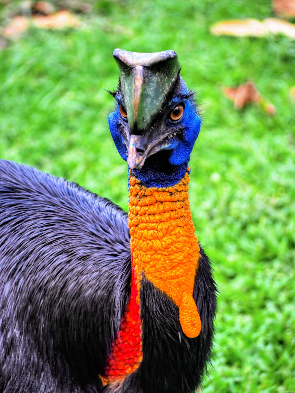 close up of colorful cassowary in yogyakarta