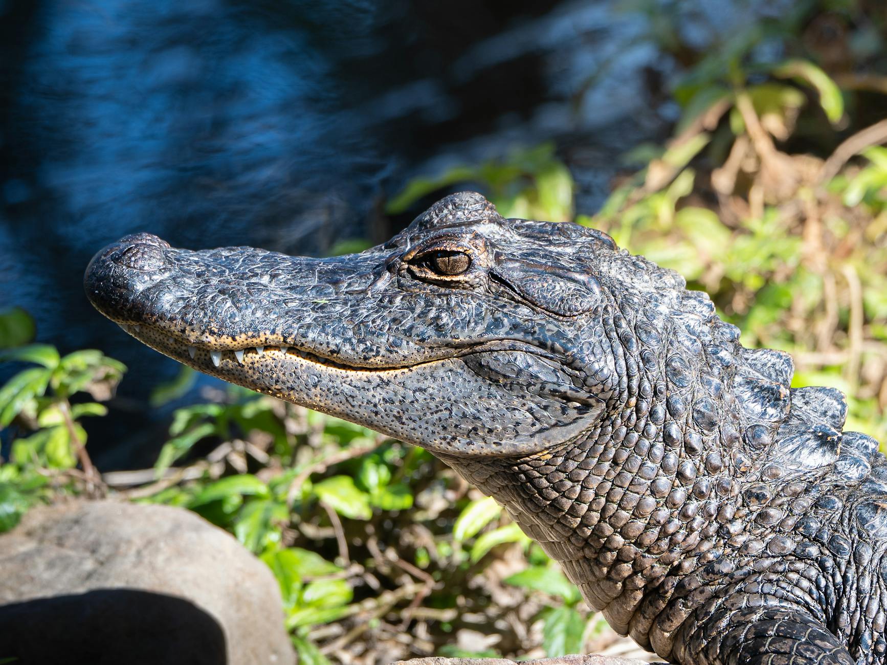 close up of american alligator in texas wetland
