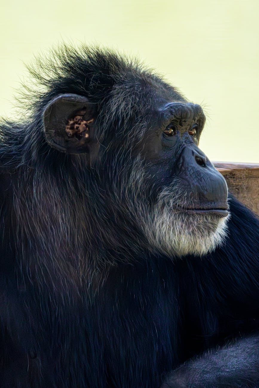 close up portrait of a thoughtful chimpanzee