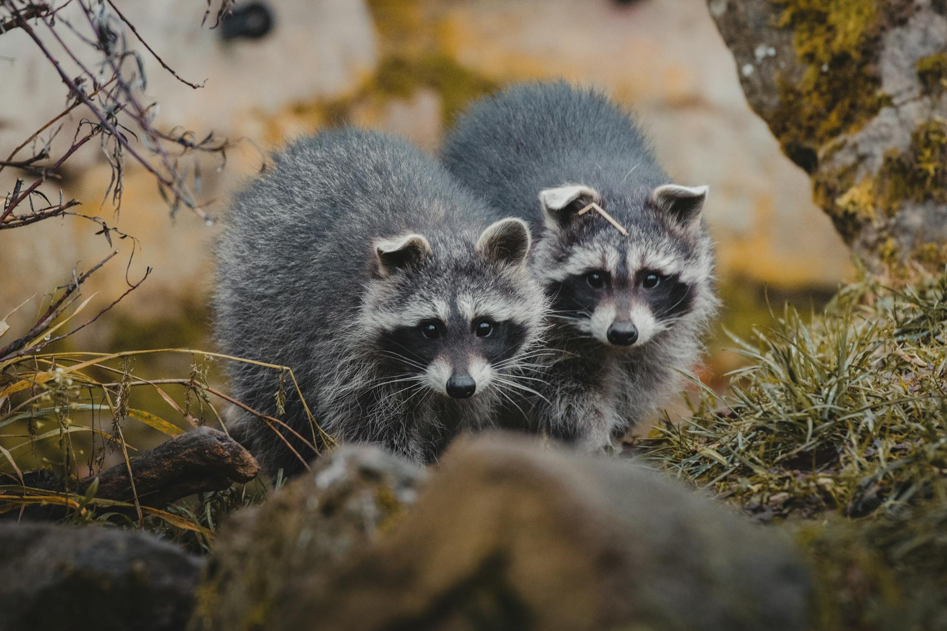 cute raccoons on grassy ground