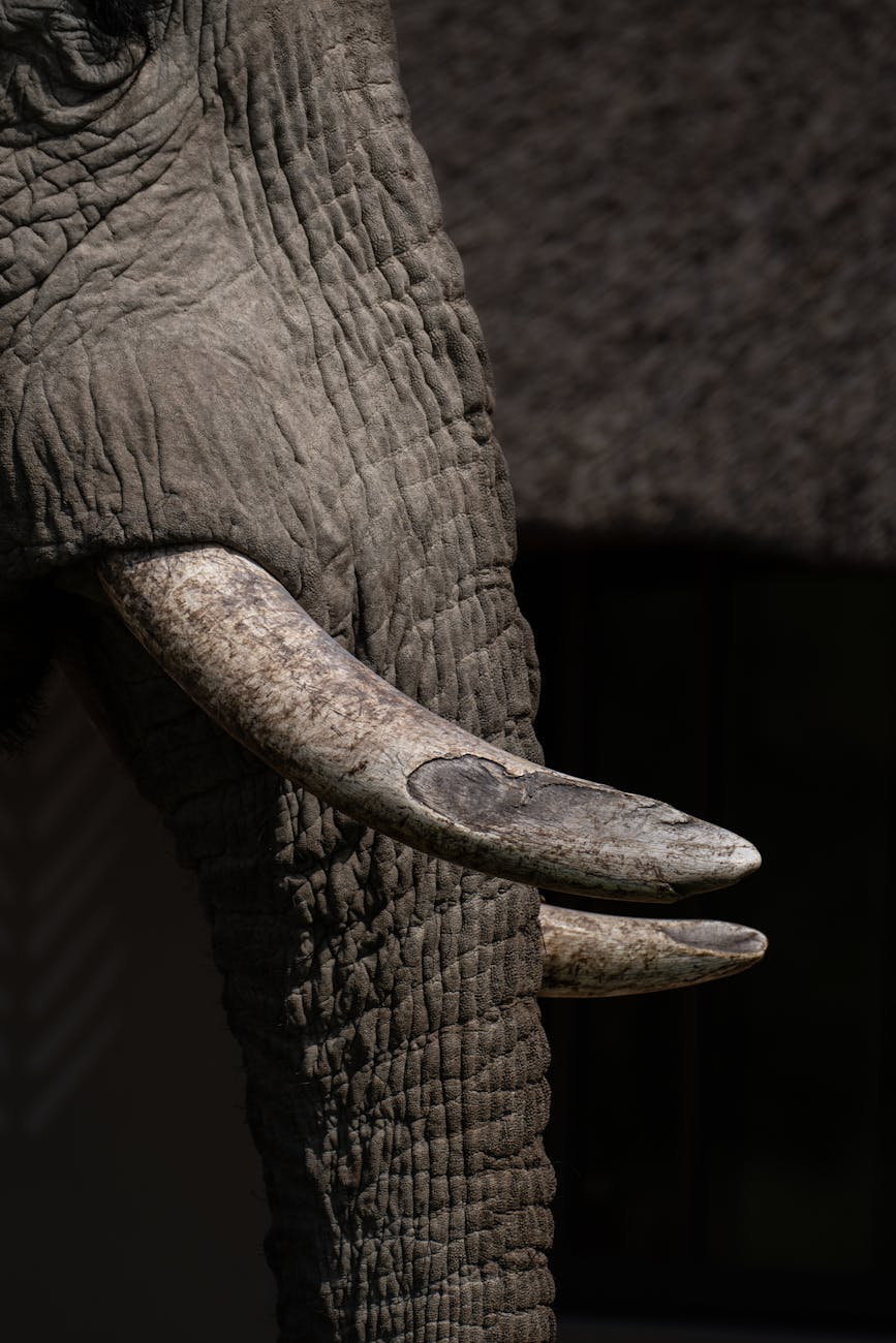 close up of african elephant tusk in namibia