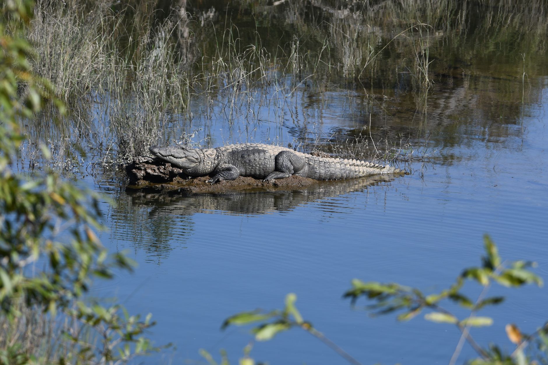 NOT ON MY WATCH: Alligator attacks Louisiana fugitive