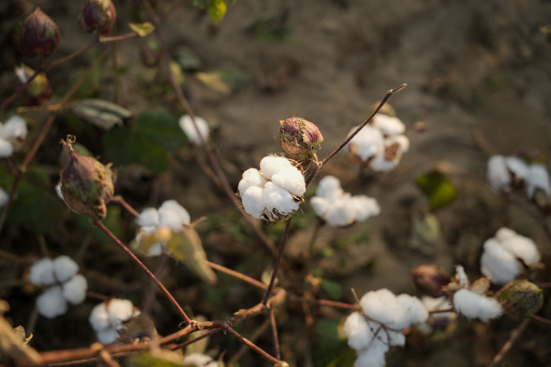 close up of cotton plants in sunlight